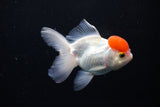 Thai Oranda  Red Cap 4.5 Inch (ID#1122To13a-50) Free2Day SHIPPING