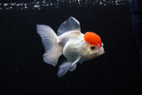 Thai Oranda  Red Cap 4.5 Inch (ID#1122To13a-50) Free2Day SHIPPING