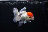 Thai Oranda  Red Cap 4.5 Inch (ID#1122To13a-50) Free2Day SHIPPING