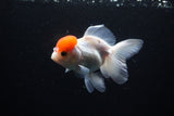 Thai Oranda  Red Cap 4.5 Inch (ID#1122To13a-50) Free2Day SHIPPING