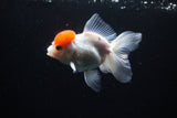 Thai Oranda  Red Cap 4.5 Inch (ID#1122To13a-50) Free2Day SHIPPING