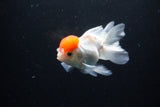 Thai Oranda  Red Cap 4.5 Inch (ID#1122To13a-50) Free2Day SHIPPING