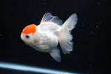 Thai Oranda  Red Cap 4 Inch (ID#1122To13a-51) Free2Day SHIPPING