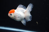 Thai Oranda  Red Cap 4 Inch (ID#1122To13a-51) Free2Day SHIPPING