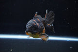 Short Body Thai Oranda  Calico 3.5 Inch (ID#1029To14b-63) Free2Day SHIPPING