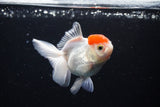 Thai Oranda  Red Cap 4 Inch (ID#1122To13a-51) Free2Day SHIPPING