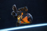 Short Body Thai Oranda  Calico 3.5 Inch (ID#1029To14b-63) Free2Day SHIPPING