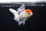 Thai Oranda  Red Cap 4 Inch (ID#1122To13a-51) Free2Day SHIPPING