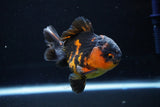 Short Body Thai Oranda  Calico 3.5 Inch (ID#1029To14b-63) Free2Day SHIPPING