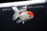 Thai Oranda  Red Cap 4 Inch (ID#1122To13a-51) Free2Day SHIPPING