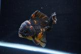 Short Body Thai Oranda  Calico 3.5 Inch (ID#1029To14b-63) Free2Day SHIPPING