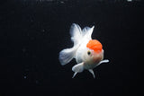 Thai Oranda  Red Cap 4 Inch (ID#1122To13a-51) Free2Day SHIPPING