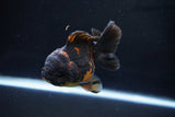 Short Body Thai Oranda  Calico 3.5 Inch (ID#1029To14b-63) Free2Day SHIPPING