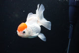 Thai Oranda  Red Cap 4 Inch (ID#1122To13a-51) Free2Day SHIPPING