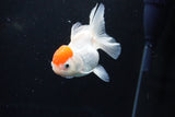 Thai Oranda  Red Cap 4 Inch (ID#1122To13a-51) Free2Day SHIPPING