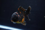 Short Body Thai Oranda  Calico 3.5 Inch (ID#1029To14b-63) Free2Day SHIPPING