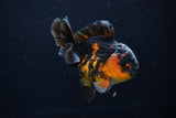 Short Body Thai Oranda  Calico 3.5 Inch (ID#1029To14b-63) Free2Day SHIPPING