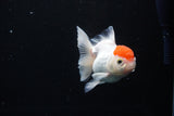 Thai Oranda  Red Cap 4 Inch (ID#1122To13a-51) Free2Day SHIPPING