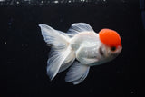 Thai Oranda  Red Cap 4.5 Inch (ID#1122To13a-52) Free2Day SHIPPING