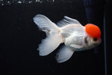 Thai Oranda  Red Cap 4.5 Inch (ID#1122To13a-52) Free2Day SHIPPING