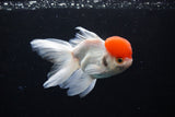 Thai Oranda  Red Cap 4.5 Inch (ID#1122To13a-52) Free2Day SHIPPING