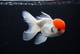 Thai Oranda  Red Cap 4.5 Inch (ID#1122To13a-52) Free2Day SHIPPING