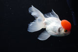 Thai Oranda  Red Cap 4.5 Inch (ID#1122To13a-52) Free2Day SHIPPING