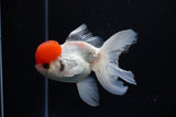 Thai Oranda  Red Cap 4.5 Inch (ID#1122To13a-52) Free2Day SHIPPING