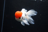 Thai Oranda  Red Cap 4.5 Inch (ID#1122To13a-52) Free2Day SHIPPING