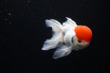 Thai Oranda  Red Cap 4.5 Inch (ID#1122To13a-52) Free2Day SHIPPING