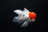 Thai Oranda  Red Cap 4.5 Inch (ID#1122To13a-52) Free2Day SHIPPING