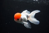 Thai Oranda  Red Cap 4.5 Inch (ID#1122To13a-52) Free2Day SHIPPING