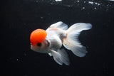 Thai Oranda  Red Cap 4.5 Inch (ID#1122To13a-52) Free2Day SHIPPING