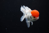 Thai Oranda  Red Cap 4.5 Inch (ID#1122To13a-52) Free2Day SHIPPING