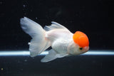 Thai Oranda  Red Cap 4.5 Inch (ID#1122To13a-53) Free2Day SHIPPING