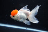 Thai Oranda  Red Cap 4.5 Inch (ID#1122To13a-53) Free2Day SHIPPING