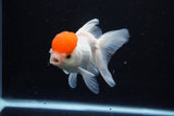 Thai Oranda  Red Cap 4.5 Inch (ID#1122To13a-53) Free2Day SHIPPING