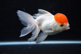 Thai Oranda  Red Cap 4.5 Inch (ID#1122To13a-53) Free2Day SHIPPING