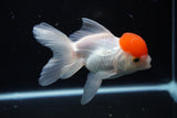 Thai Oranda  Red Cap 4.5 Inch (ID#1122To13a-53) Free2Day SHIPPING