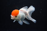 Thai Oranda  Red Cap 4.5 Inch (ID#1122To13a-53) Free2Day SHIPPING