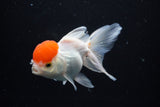 Thai Oranda  Red Cap 4.5 Inch (ID#1122To13a-53) Free2Day SHIPPING