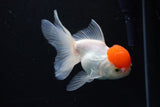 Thai Oranda  Red Cap 4.5 Inch (ID#1122To13a-53) Free2Day SHIPPING