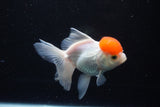 Thai Oranda  Red Cap 4.5 Inch (ID#1122To13a-53) Free2Day SHIPPING