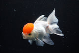 Thai Oranda  Red Cap 4.5 Inch (ID#1122To13a-53) Free2Day SHIPPING