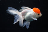 Thai Oranda  Red Cap 4.5 Inch (ID#1122To13a-53) Free2Day SHIPPING