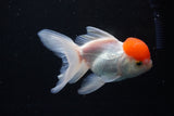 Thai Oranda  Red Cap 4.5 Inch (ID#1122To13a-53) Free2Day SHIPPING