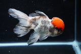 Thai Oranda Tricolor Red Cap 4.5 Inch (ID#1122To13a-54) Free2Day SHIPPING