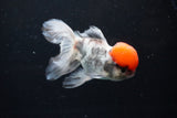 Thai Oranda Tricolor Red Cap 4.5 Inch (ID#1122To13a-54) Free2Day SHIPPING