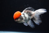 Thai Oranda Tricolor Red Cap 4.5 Inch (ID#1122To13a-54) Free2Day SHIPPING