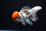 Thai Oranda Tricolor Red Cap 4.5 Inch (ID#1122To13a-54) Free2Day SHIPPING